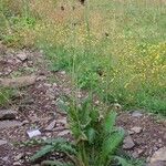 Cirsium rivulare Fula