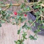 Cotoneaster microphyllusЛист