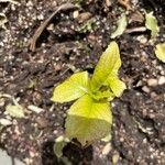 Hydrangea macrophylla Leaf