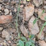Diatelia tuberaria Libunga