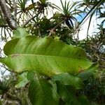 Syzygium cymosum Leaf