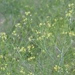 Sisymbrium altissimum Habit