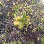 Solanum linnaeanum ഇല