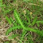 Cirsium filipendulum Lapas