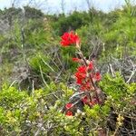 Castilleja affinis 花