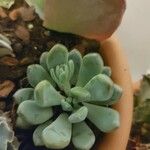 Pachyphytum bracteosum পাতা