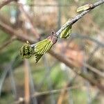 Betula pubescens 叶