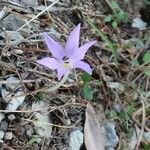 Colchicum cupanii Flower