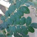 Sclerocarya birrea Blatt