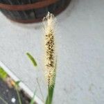 Setaria pumila ഫലം