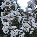 Lagerstroemia indicaFlower