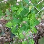 Euphorbia peplus Blad