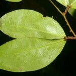 Cynometra retusa Hoja