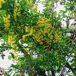 Laburnum anagyroides Fleur