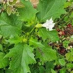 Datura ferox Leaf