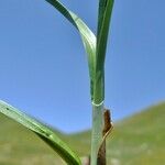 Carex parviflora Otro