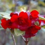 Rhododendron sanguineum Fiore