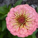 Zinnia peruvianaFlower