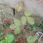 Causonis trifolia Leaf