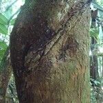 Richeria grandis Bark