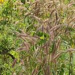 Pennisetum pedicellatumΛουλούδι