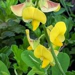 Crotalaria retusa Floare