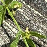 Cruciata glabra Flor
