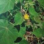 Abutilon theophrasti Blad