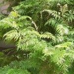 Grevillea robusta Folha