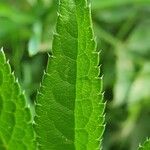 Angelica razulii Leaf