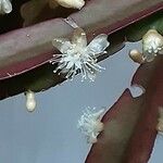 Rhipsalis elliptica Blomst