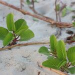 Ipomoea pes-caprae Leaf