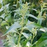 Atriplex sagittata Fiore