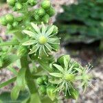 Aeonium tabulaeforme Buveinė