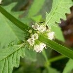 Lycopus europaeus Flower