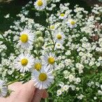 Erigeron philadelphicusFlower