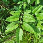 Sanguisorba officinalisList