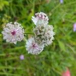 Astrantia majorFlors