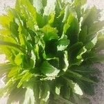 Lactuca virosa Blad