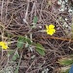 Goodenia pinnatifida