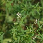 Polygala paniculata Хабит