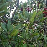 Photinia arbutifolia Ліст