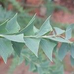 Acacia cultriformis Leaf