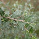 Salix repens Blatt