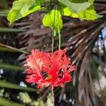 Hibiscus schizopetalus Flor
