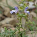 Salvia africana-caerulea Leaf