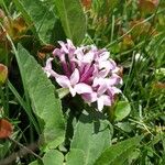 Daphne striata Blüte