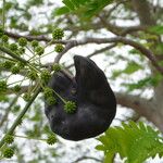 Enterolobium contortisiliquum Fruit