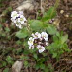 Arabis caerulea Bloem