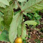 Strychnos phaeotricha Frucht